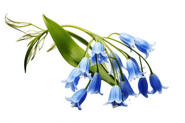 Portraits of Bluebells in Full Bloom isolated on a white background. Generative Ai