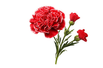 Alluring Carnation Portrayals isolated on a white background. Generative Ai