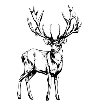 deer vector animal illustration for design. Sketch tattoo design on white background