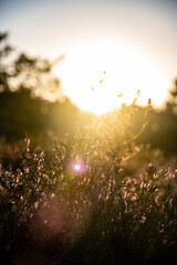 Heather grassfields blossom in golden hour sundown sunrise poppy fields summer autumn closing season