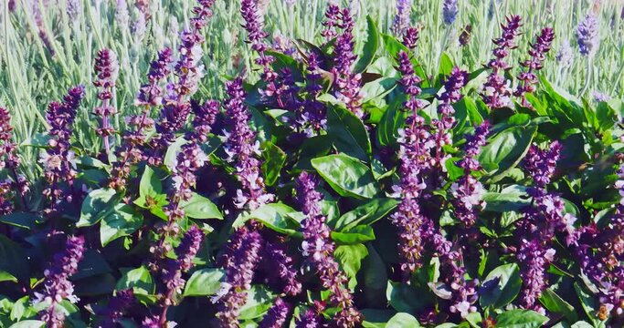 multitude of bees sucking nectar from a lush bush of flowering basil and lavender