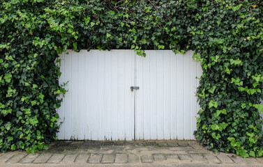 White wooden garage door in the wall covered with green ivy