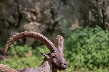 Portrait of a goat. Alpine ibex. Capra ibex. One male bouquetin resting.