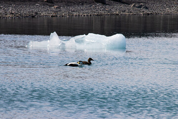 ducks on a glacial lake in iceland next to melting glacier floes climate crisis 