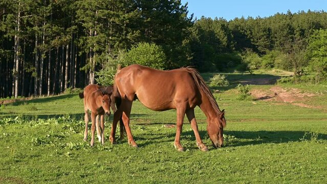 Beautiful brown horses. Horse, mare and foal grazing in a forest meadow at beautiful afternoon light.