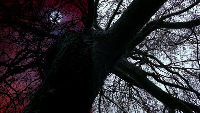 FX Transition Of Tree From Daytime To Nightmare Sky
