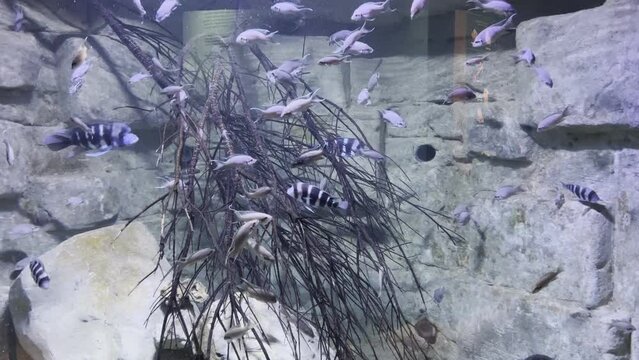 quarium with many tropical fish swimming among the rocks