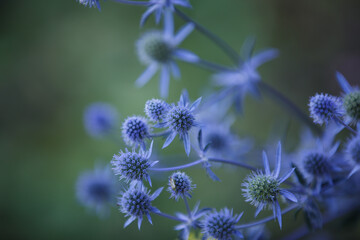 Eryngium. Eryngo flowers close up. Mediterranean sea holly. Healing herbs. Sea Holly Blue health care flowers, soft focus. Thistle flower with thorny leaves in blue color - obrazy, fototapety, plakaty