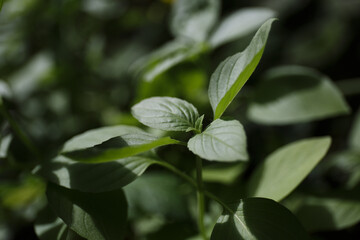 Fresh basil on a dark background. A lot of green basil, fresh herbs for cooking. Sweet Basil green plants