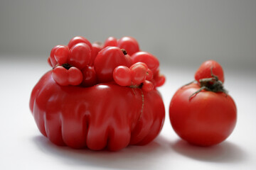 Mutant deformation of tomatoes, outgrowth on a fetus. Severely malformed tomato. A non-standard ugly vegetable. Deformed abnormal red tomato on a white background. Strange forms gnarly example