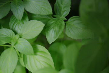 Green basil. A lot of basil, fresh herbs for cooking. Sweet Basil green plants used for the Genoese pesto