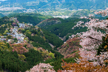 日本奈良吉野山櫻花2023