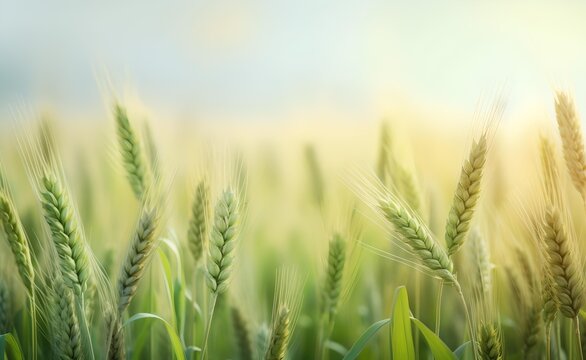 Wheat field image. View on fresh ears of young green wheat and on nature in spring summer field close up.