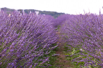 Fototapeta premium View of beautiful blooming lavender growing in field
