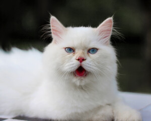 beautiful smiling white cat with blue eyes