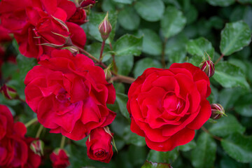 Beautiful red roses bloomed in the garden. Background