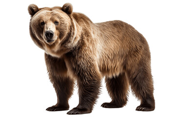 Brown Bears isolated on a transparent background. Generative Ai
