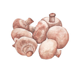 Watercolor painting of  Champignon mushrooms.