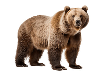 Brown Bears isolated on a transparent background. Generative Ai