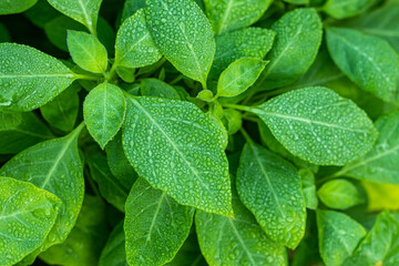 Dewdrops accumulate on tiny green leaves, creating a wonderful pattern in nature