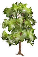 watercolor illuastration of green tree on white background