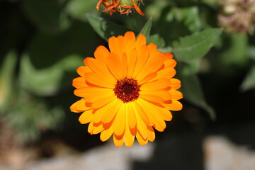 orange flower in the garden