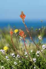 Aloe vera au bord de mer