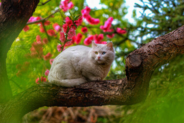 Whiskered Wanderers_Cats' Outdoor Adventures