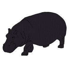 Hippo  on white background