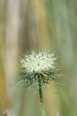 Fleur de carotte sauvage