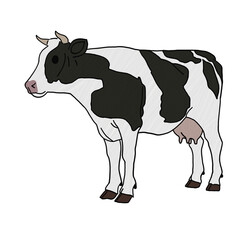 black and white cow