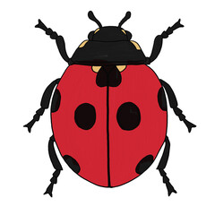ladybug vector illustration © Nutvadee