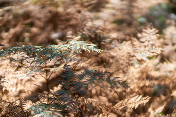 Dry fern leaves