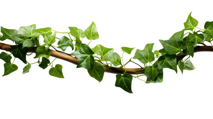 Ivy, ivy branches and ivy tendrilon on transparent background , isolated, png