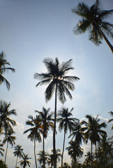 Fototapeta na wymiar a palm trees on a paradise beach in the caribbean sea
