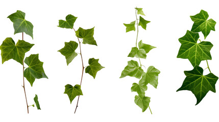Ivy, ivy branches and ivy tendrilon on transparent background , isolated, png - obrazy, fototapety, plakaty
