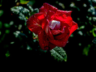 bright delicate red rose with dew drops in the morning after a night rain