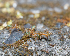 Anoplolepis gracilipes macro shot