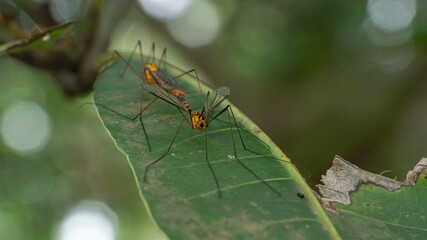 giant mosquito in australia