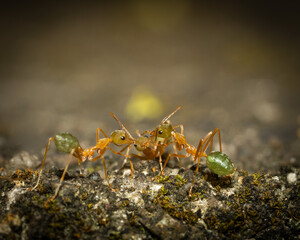 Anoplolepis gracilipes macro shot