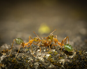 Anoplolepis gracilipes macro shot