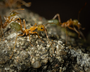 Anoplolepis gracilipes macro shot