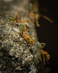 Anoplolepis gracilipes macro shot