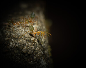 Anoplolepis gracilipes macro shot
