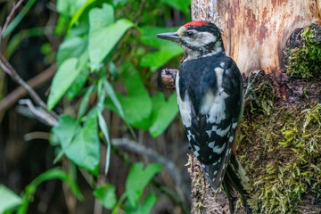 Great woodpecker, Dendrocopos major, male of this large bird sitting on tree stump, red feathers, green diffuse background, wild nature scene