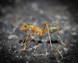 Anoplolepis gracilipes macro shot