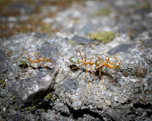 Anoplolepis gracilipes macro shot