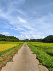 田舎道