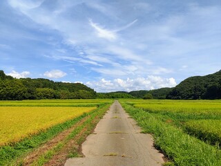 田舎道
