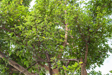 Fototapeta premium wide angle canopy shot in a beautiful green forest, green forest canopy looking sky, low angle shot.